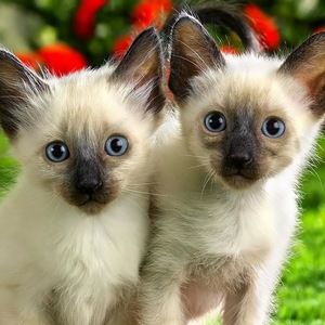 Meet your Posher, Fuzzy